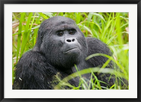 Framed Mountain Gorilla in Rainforest, Bwindi Impenetrable National Park, Uganda Print