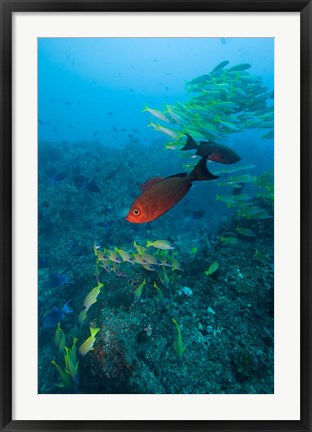 Framed Mozambique, Guinjata Bay, Jangamo Beach, Tropical fish Print