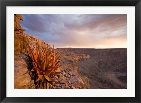 Framed Namibia, Fish River Canyon National Park, desert plant Print
