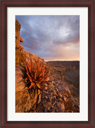 Framed Namibia, Fish River Canyon National Park, close up of adesert plant Print