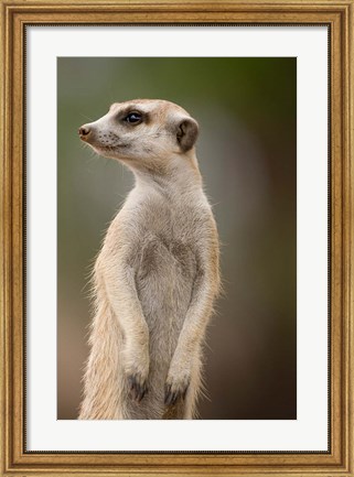 Framed Namibia, Keetmanshoop, Meerkat burrow, Mongoose Print