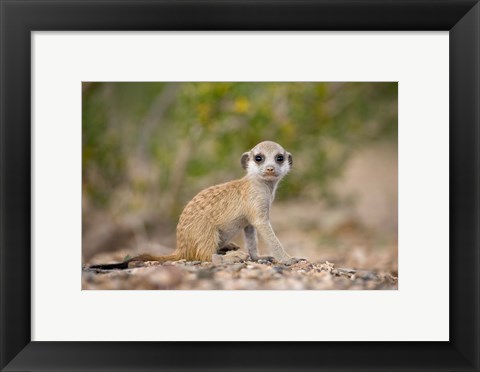 Framed Namibia, Keetmanshoop, Namib Desert, Mongoose Print