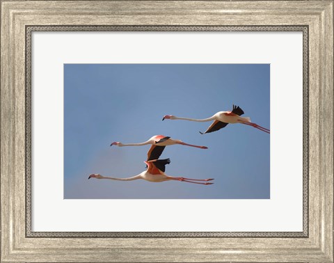 Framed Namibia, Skeleton Coast, Lesser Flamingo tropical birds Print