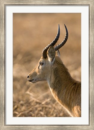 Framed Puku, Busanga Plains, Kafue National Park, Zambia Print