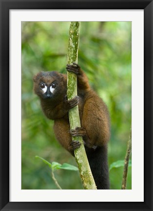 Framed Primate, Red-bellied Lemur, Mantadia NP, Madagascar Print