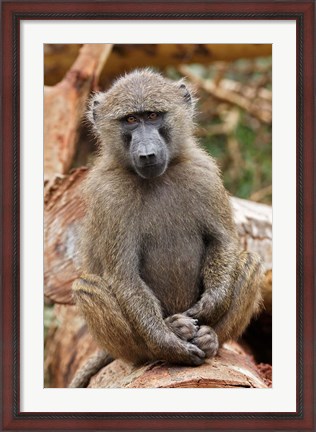 Framed Olive Baboon primate, Lake Nakuru National Park, Kenya Print