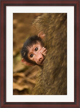 Framed Olive Baboon primates, Lake Manyara NP, Tanzania Print