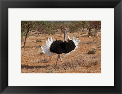 Framed Ostrich bird, Samburu National Game Reserve, Kenya Print