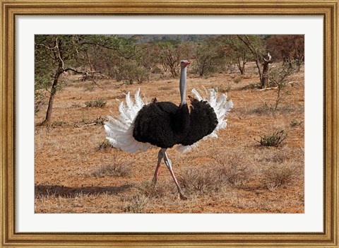 Framed Ostrich bird, Samburu National Game Reserve, Kenya Print