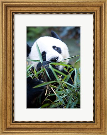 Framed Panda bear, Panda reserve Print