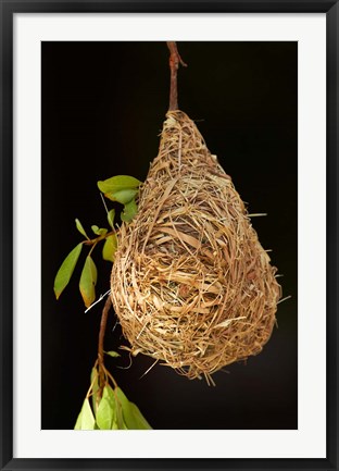 Framed Nest of Southern masked weaver, Etosha National Park, Namibia Print