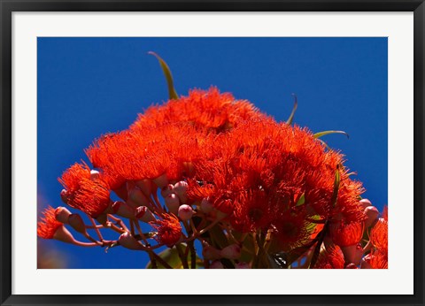 Framed Orange flowers on Table Mountain, Cape Town, South Africa Print