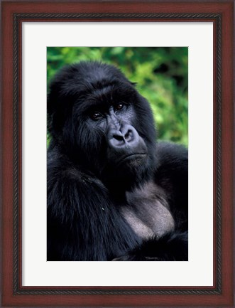 Framed Close up of Mountain Gorilla, Rwanda Print