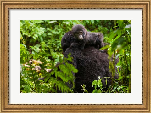Framed Gorilla carrying baby, Volcanoes National Park, Rwanda Print