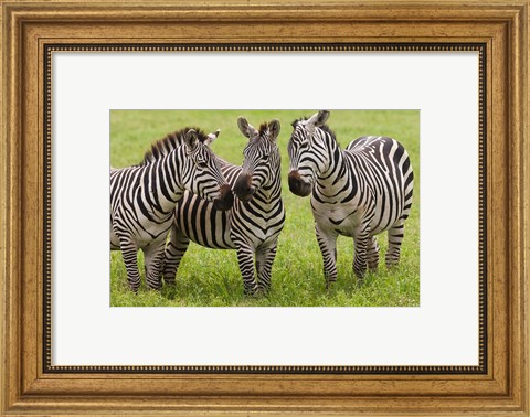 Framed Three Plains zebras, Tanzania Print