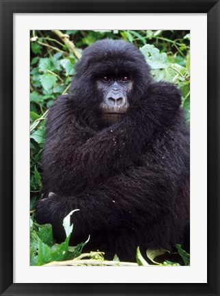Framed Mountain Gorilla preening, Group 11, Rwanda Print