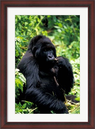 Framed Mountain Gorilla, Virunga Volcanoes National Park, Rwanda Print