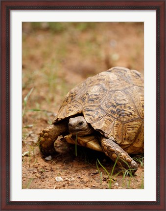 Framed Mountain tortoise, Mkuze Game Reserve, South Africa Print