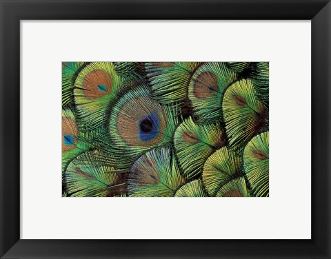 Framed Peacock Feather Design Print