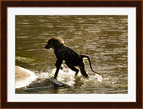 Framed Olive Baboon, Masai Mara, Kenya Print