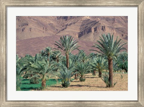 Framed Palmery Below Mountains, Morocco Print