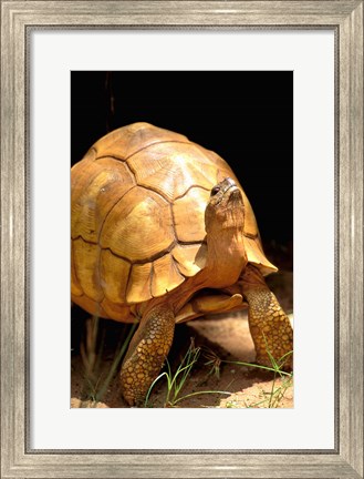 Framed Plough-share Tortoise, Ampijeroa Forest Station, Madagascar Print