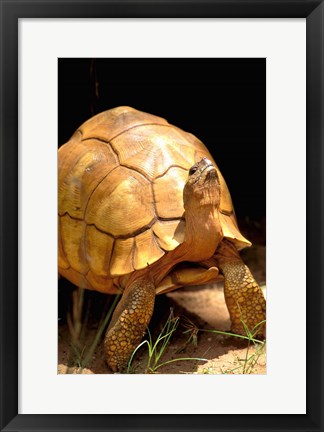 Framed Plough-share Tortoise, Ampijeroa Forest Station, Madagascar Print