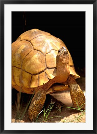 Framed Plough-share Tortoise, Ampijeroa Forest Station, Madagascar Print