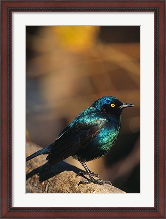 Framed Namibia. Lesser Blue-eared Glossy Starling bird Print