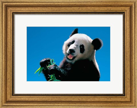 Framed Panda Eating Bamboo, Wolong, Sichuan, China Print