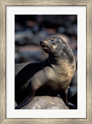 Framed Namibia, Cape Cross Seal Reserve, Fur Seal Print