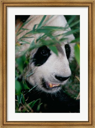 Framed Panda, Wolong, Sichuan, China Print