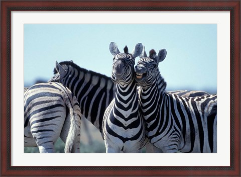 Framed Plains Zebra Side By Side, Etosha National Park, Namibia Print