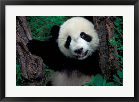 Framed Panda Cub with Tree, Wolong, Sichuan Province, China Print