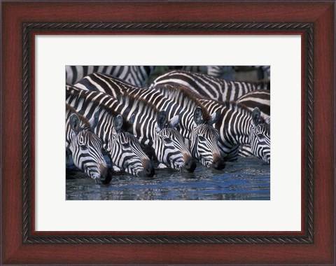 Framed Plains Zebra Herd Drinking, Telek River, Masai Mara Game Reserve, Kenya Print
