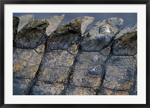 Framed Nile Crocodile, Masai Mara Game Reserve, Kenya Print