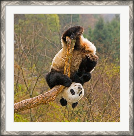 Framed Panda Bear, Wolong Panda Reserve, China Print