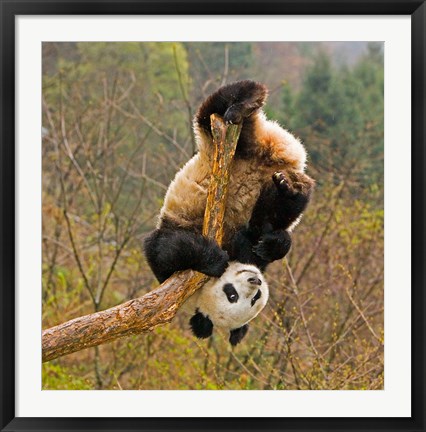 Framed Panda Bear, Wolong Panda Reserve, China Print