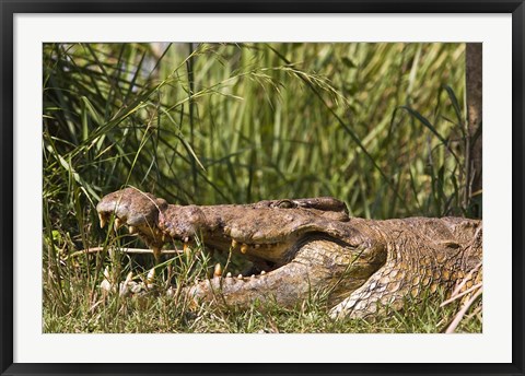 Framed Nile Crocodile, river Victoria Nile, Murchison Falls National Park, Uganda, Africa Print
