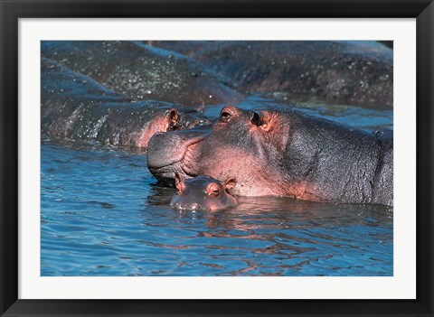 Framed Mother and Young Hippopotamus, Serengeti, Tanzania Print