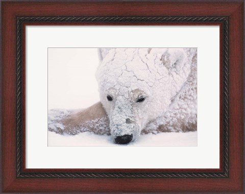 Framed Polar Bear on Hudson Bay, Churchill, Manitoba Print