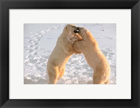 Framed Polar Bears Sparring on Frozen Tundra of Hudson Bay, Churchill, Manitoba Print