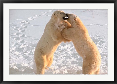 Framed Polar Bears Sparring on Frozen Tundra of Hudson Bay, Churchill, Manitoba Print