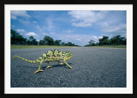 Framed Namibia, Caprivi Strip, Flap-necked Chameleon lizard crossing the road Print