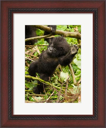 Framed Rwanda, Volcanoes Park, Baby Mountain gorilla Print