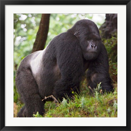 Framed Rwanda, Mountain Gorilla, No 2 Silverback Print