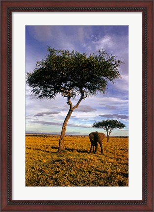 Framed Solitary Elephant Wanders, Maasai Mara, Kenya Print
