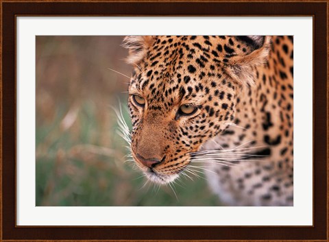 Framed Samburu Leopard, Kenya Print