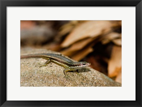 Framed Skink Lizard on Fregate Island, Seychelles, Africa Print