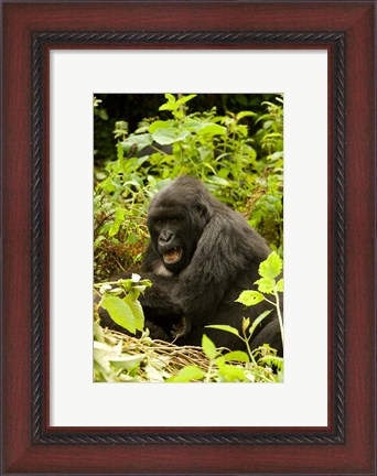 Framed Rwanda, Volcanoes NP, Mountain Gorilla Sitting Print